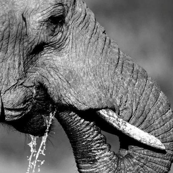 Meet your Posher, Melissa - Picture 1 of 3